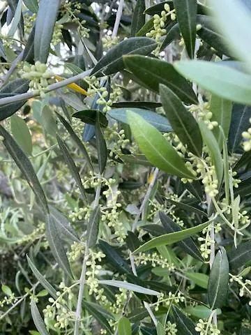Agriturismo La Luciana Castiglione della Pescaia Séjour à la ferme